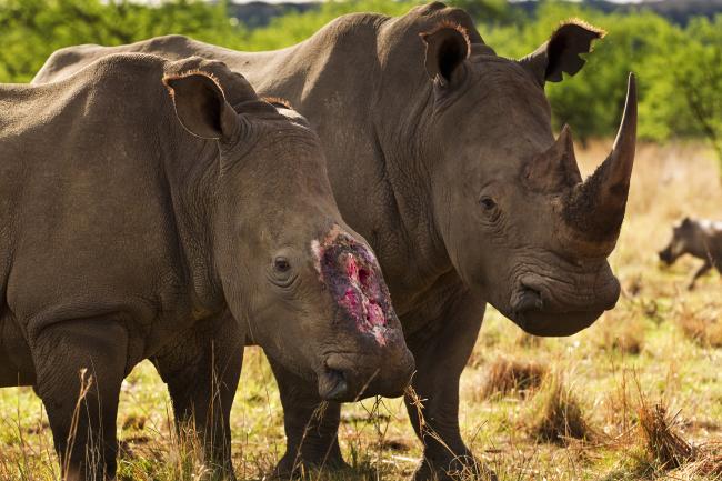 how many african rhinos are left Rhinoceros rhinos nakuru pitara